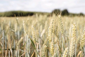 Плохие прогнозы по урожаю пшеницы твердых сортов